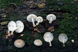 Mycena margarita image