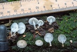 Mycena margarita image