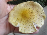 Amanita flavorubens image