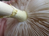 Amanita flavorubens image