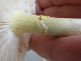 Amanita flavorubens image