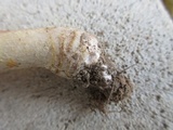 Amanita flavorubens image