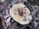 Lactarius psammicola image