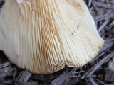Lactarius psammicola image