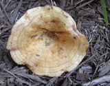 Lactarius psammicola image