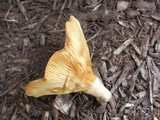 Lactarius psammicola image