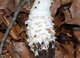 Amanita subcokeri image