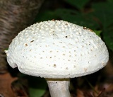 Amanita subcokeri image