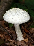 Amanita subcokeri image