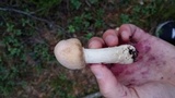 Cortinarius caperatus image