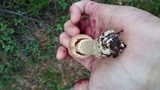 Cortinarius caperatus image