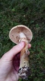 Cortinarius caperatus image