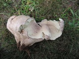 Calvatia cyathiformis image