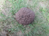 Calvatia cyathiformis image