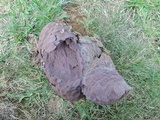 Calvatia cyathiformis image