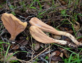 Clavariadelphus occidentalis image