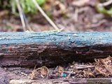 Chlorociboria aeruginascens image