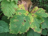 Rhytisma punctatum image