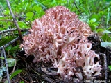 Ramaria botrytis image