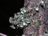 Biatoropsis usnearum image