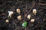 Helvella crispa image