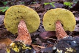 Aureoboletus russellii image