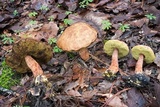 Aureoboletus russellii image