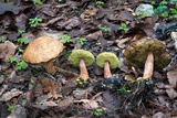 Aureoboletus russellii image