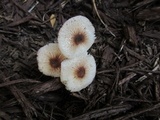Lepiota cristata image
