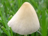 Conocybe apala image