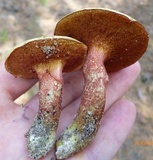 Amoenoboletus weberi image
