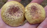 Amoenoboletus weberi image