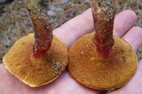 Amoenoboletus weberi image