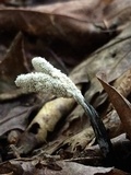 Tolypocladium ophioglossoides image