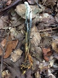 Tolypocladium ophioglossoides image