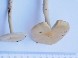Amanita sect. Vaginatae image
