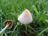 Conocybe apala image