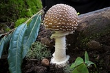 Image of Amanita hallingiana