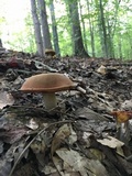 Boletus subluridellus image