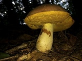 Boletus subluridellus image