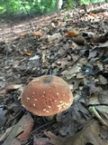 Boletus subluridellus image