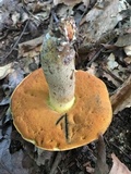 Boletus subluridellus image