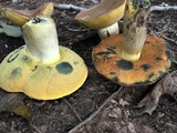 Boletus subluridellus image