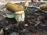 Boletus subluridellus image