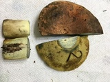Boletus subluridellus image