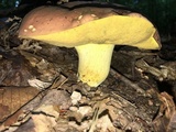 Boletus subluridellus image