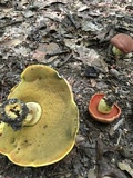 Boletus subluridellus image