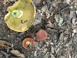 Boletus subluridellus image