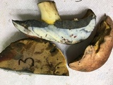 Boletus subluridellus image