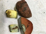 Boletus subluridellus image